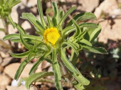 Asteriscus aquaticus