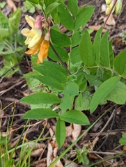 Lathyrus laevigatus