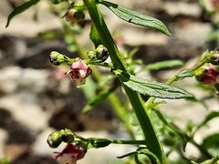 Scrophularia rupestris