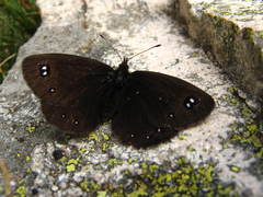Erebia melas