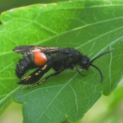 Dasymutilla ursus