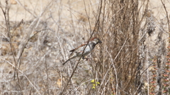 Passer domesticus