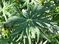 Delphinium macropogon