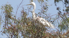 Ardea alba