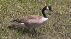 Branta canadensis
