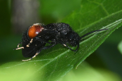 Dasymutilla ursus