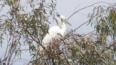 Ardea alba