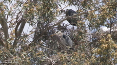 Ardea herodias