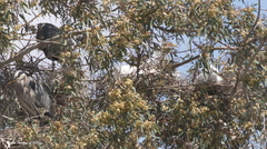 Ardea alba