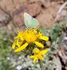Callophrys affinis