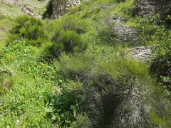 Ephedra procera