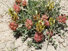 Astragalus calycinus