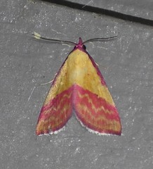 Phytometra rhodarialis