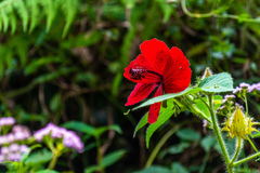 Hibiscus uncinellus