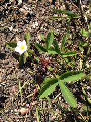 Fragaria virginiana glauca