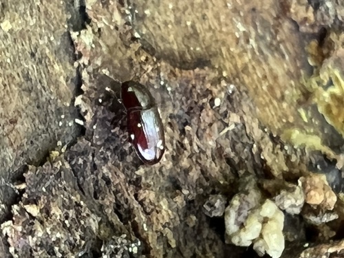 Philothermus glabriculus photo 5