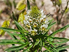 Reseda globulosa