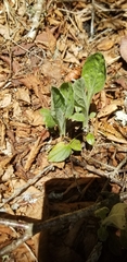 Rugelia nudicaulis