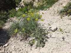 Zosima absinthifolia