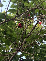 Thespesia grandiflora