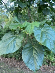 Thespesia grandiflora