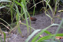 Laterallus albigularis