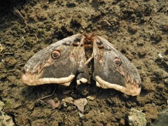 Saturnia pyri