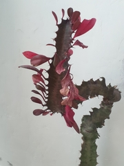 Euphorbia trigona