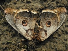 Saturnia pyri
