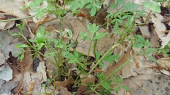 Puccinia erigeniae