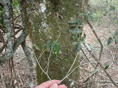 Pleurostylia capensis