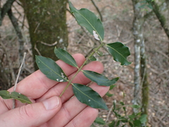 Pleurostylia capensis
