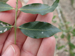 Pleurostylia capensis