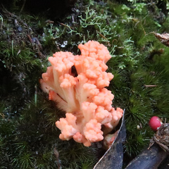 Ramaria capitata ochraceosalmonicolor