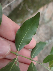 Pleurostylia capensis
