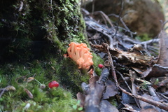 Ramaria capitata ochraceosalmonicolor