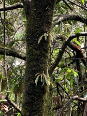 Elaphoglossum paleaceum