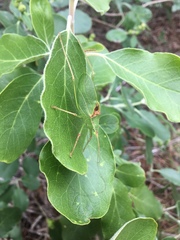 Paracyrtophyllus robustus