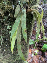 Elaphoglossum paleaceum