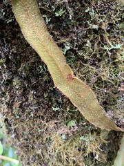 Elaphoglossum paleaceum