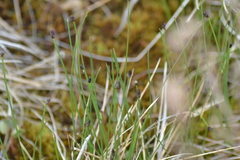 Eleocharis compressa