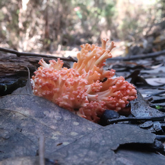 Ramaria capitata ochraceosalmonicolor