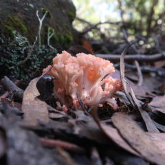 Ramaria capitata ochraceosalmonicolor