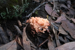 Ramaria capitata ochraceosalmonicolor