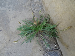 Plantago coronopus coronopus