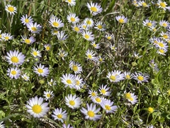 Astranthium ciliatum