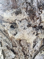 Biscogniauxia atropunctata