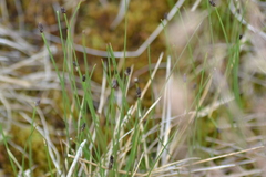 Eleocharis compressa