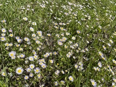 Astranthium ciliatum