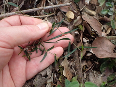 Secamone filiformis